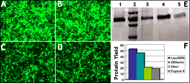 LipoD203_vs_293fectin_HEK293_II